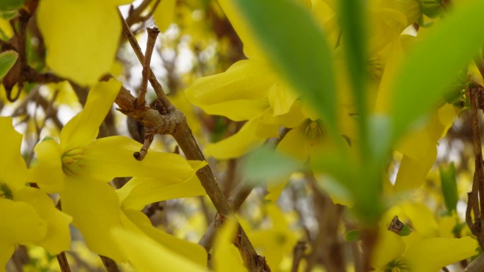 微距花蕊连翘迎春花 (1)