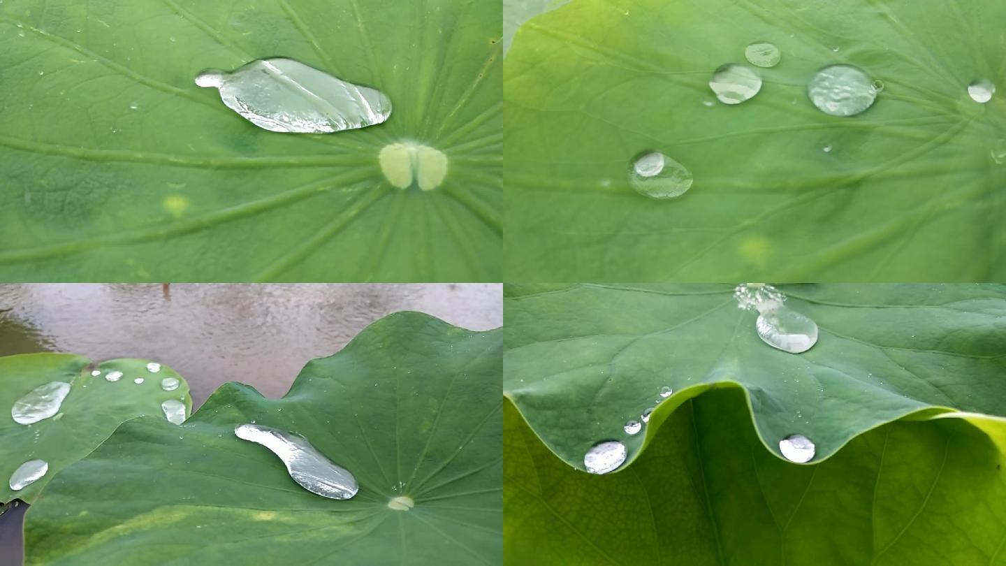 荷叶聚水雨打莲花莲藕叶荷花叶水滴荷花叶