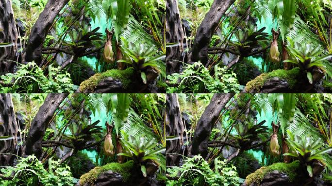 猪笼草食虫草珍稀植物热带雨林造景 (4)