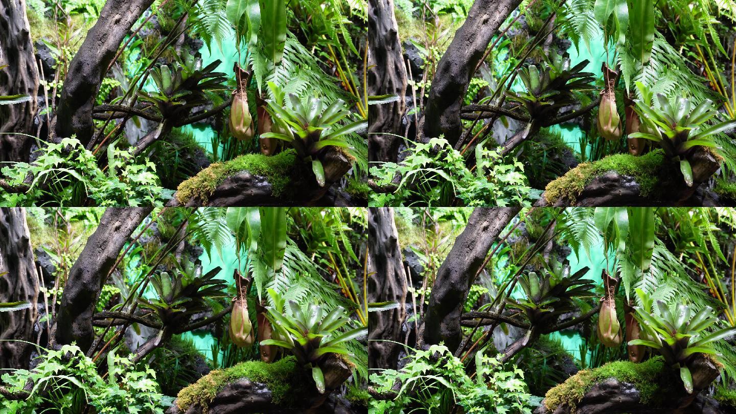猪笼草食虫草珍稀植物热带雨林造景 (4)