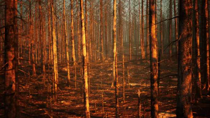 4K森林树林火灾环境破坏视频素材