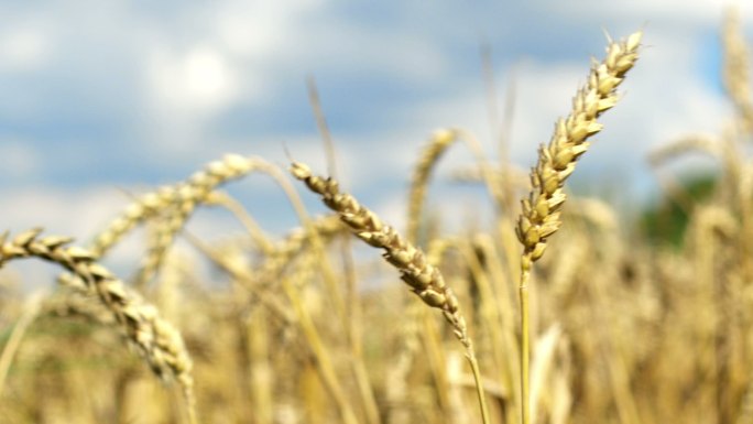 小麦麦子谷物熟了的麦田