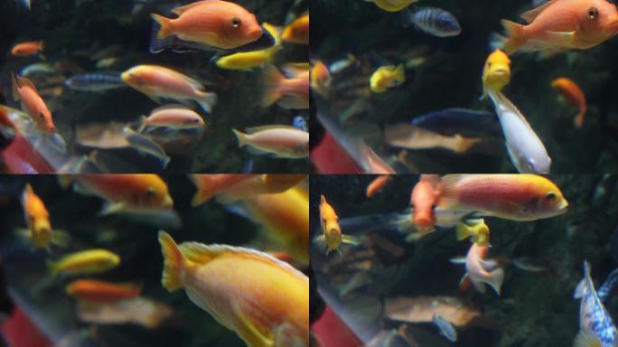 养鱼三湖慈鲷水族鱼缸 (8)