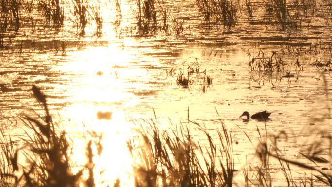 俄罗斯沃罗涅日附近夜光中的绿头鸭