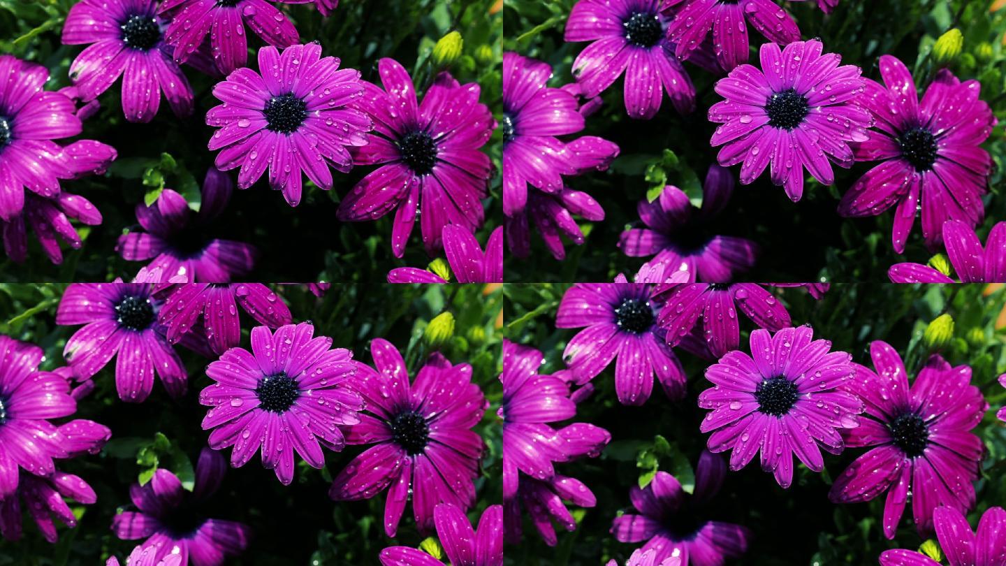 水滴落在菊花娇嫩的粉色和紫色花瓣上，慢动作浇花，雨滴落在花上慢动作