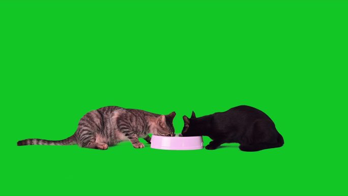 两只猫在绿色屏幕上吃猫粮