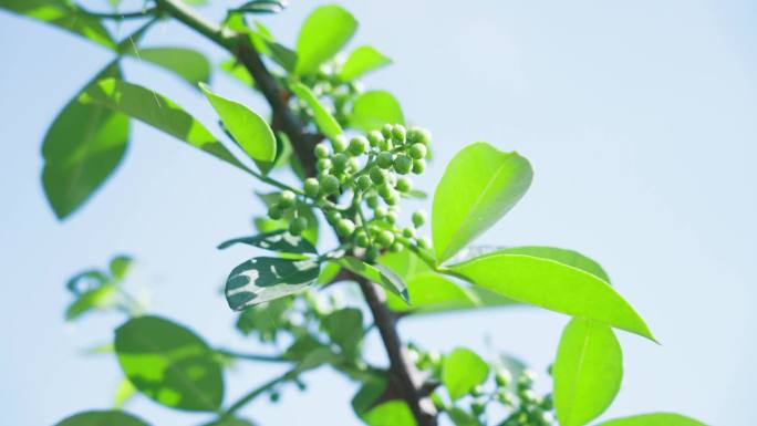 青花椒鲜花椒 花椒特写