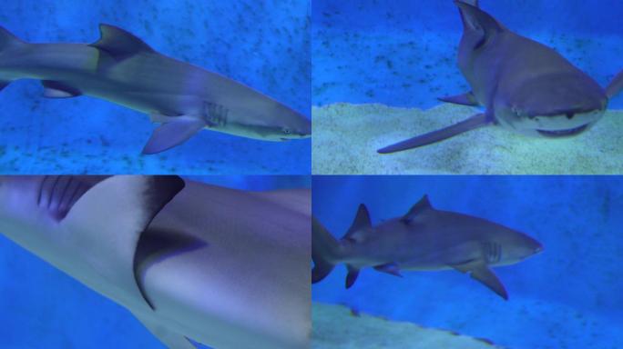 鲨鱼大白鲨凶猛鱼类深海 (3)