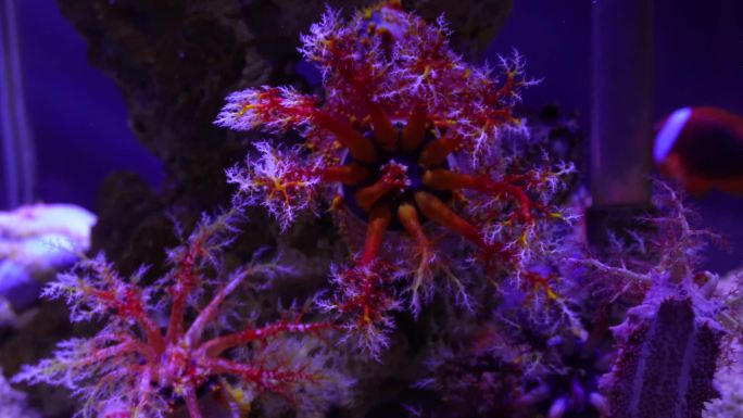 海苹果海葵触手珊瑚 (10)