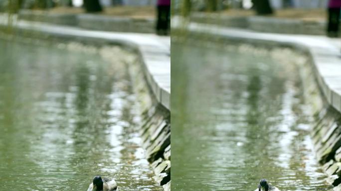 春天在湖水里游弋绿头鸭