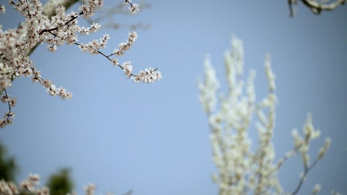 初春北京玉渊潭公园盛开的桃花