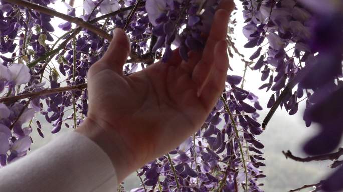 女性手触摸紫藤花的第一人称视角