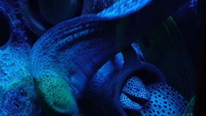 恐怖深海海鳗危险神秘 (7)