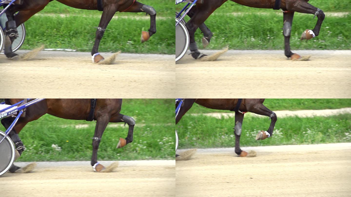 高清超慢MO：马匹在跑道上奔跑