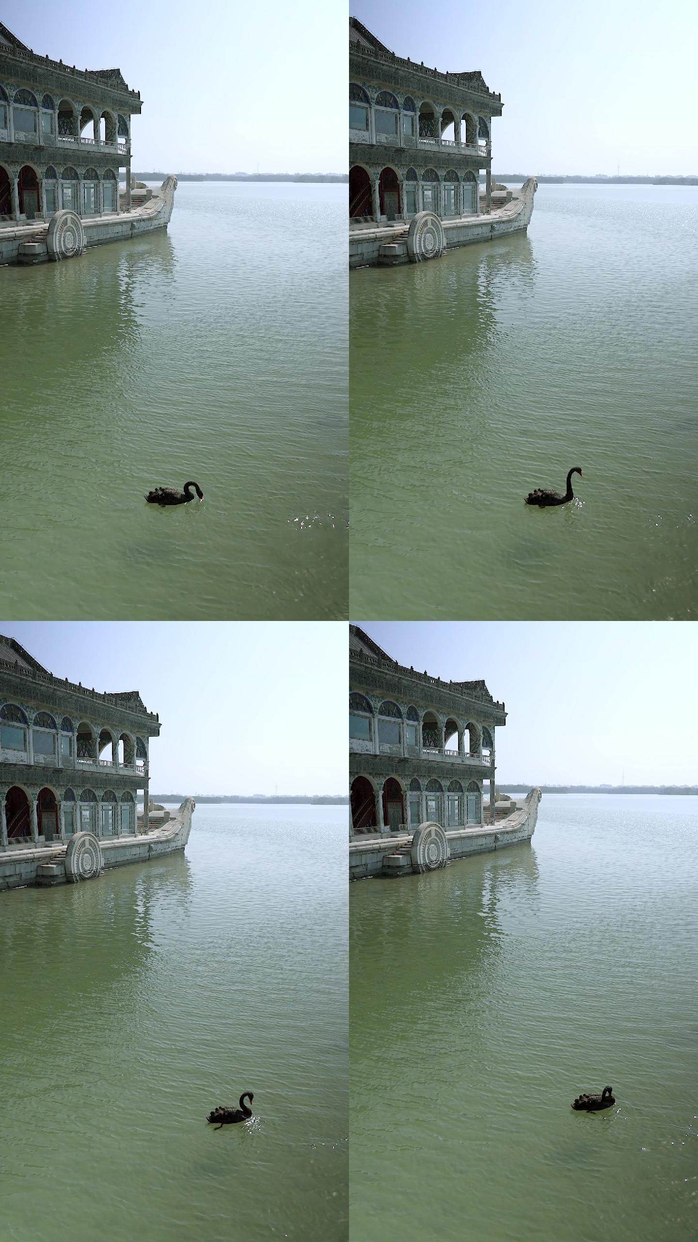 初春北京颐和园公园石舫边的黑天鹅