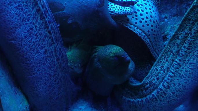 恐怖深海海鳗危险神秘 (6)