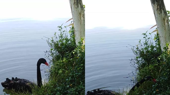 黑天鹅 吃草 实拍视频