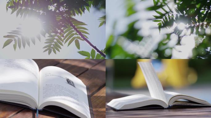 校园读书时光午后阳光风吹树叶光斑大树青春