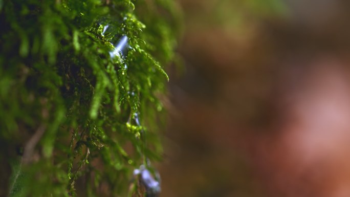 一滴水从苔藓上落下