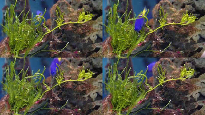 海藻海草海水缸造景小丑鱼 (4)