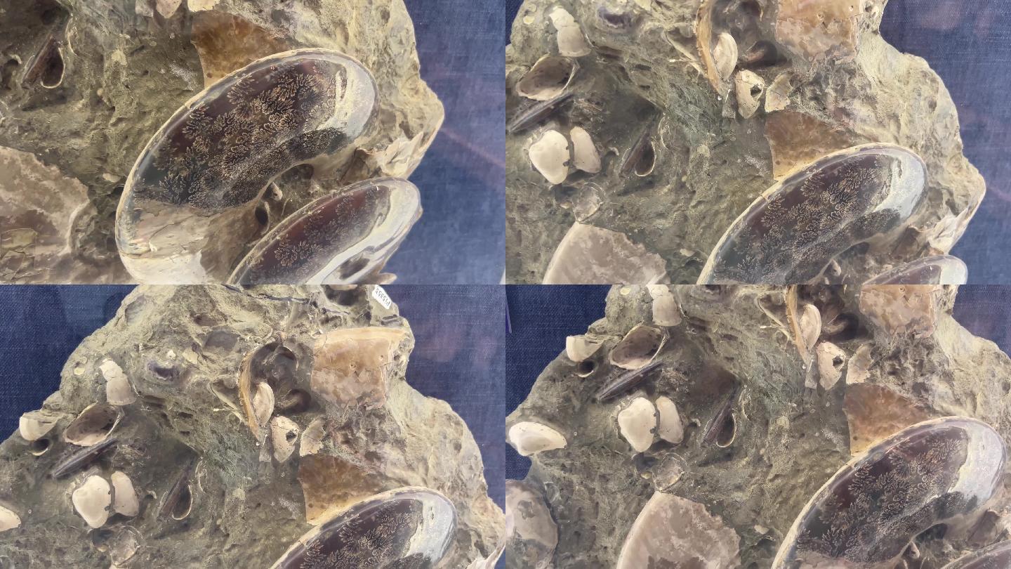 海洋生物鹦鹉螺化石 (2)