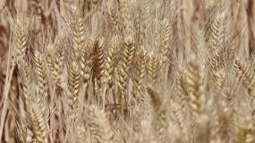 成熟的小麦视频素材