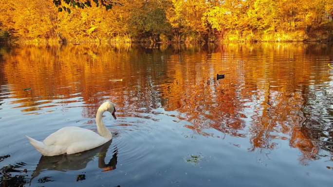 秋天城市湖中的天鹅