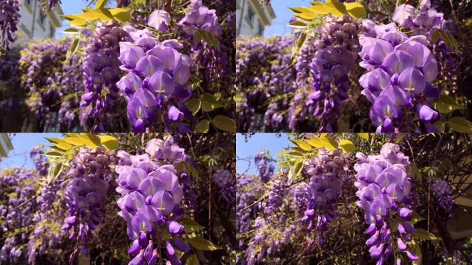 夏天的紫藤花夏天的紫藤花紫藤花开正式花园