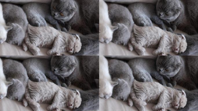 苏格兰折叠母猫，哺乳她的小猫