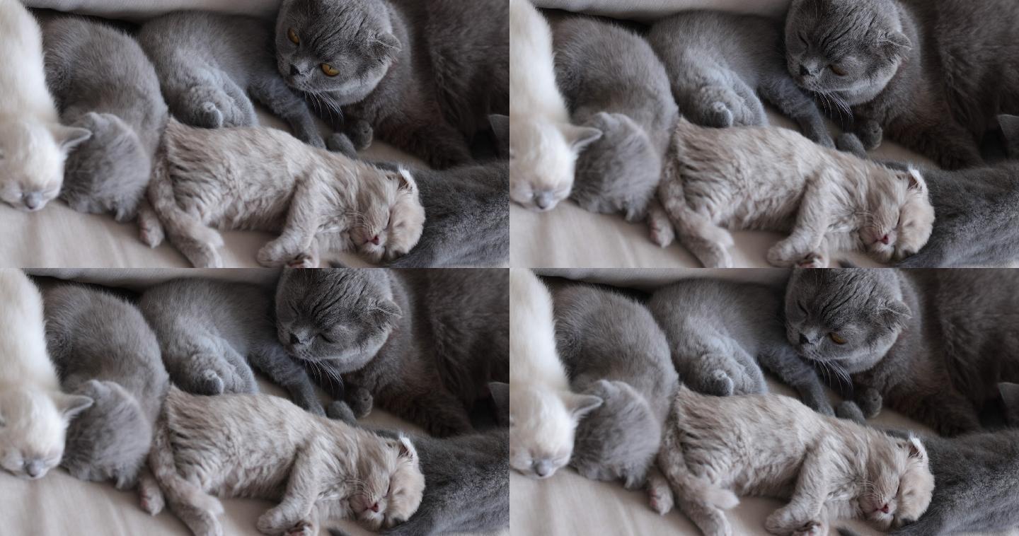 苏格兰折叠母猫，哺乳她的小猫