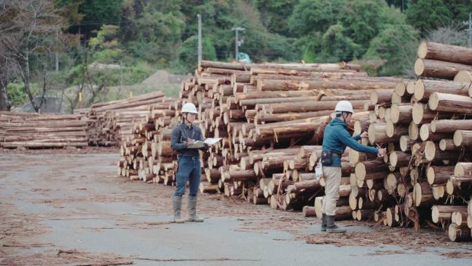 两名林业工人在一个木材分类设施测量倒下的木材