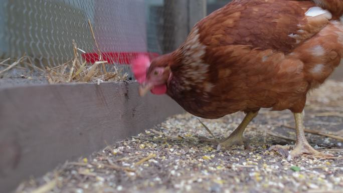 自由放养的鸡喜欢在花园里觅食