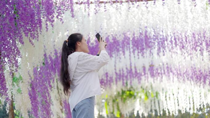 少女在紫藤花树下拍照