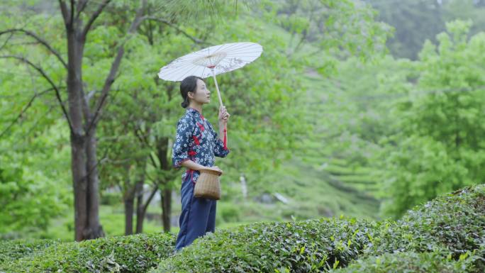 茶山上的打伞的采茶姑娘