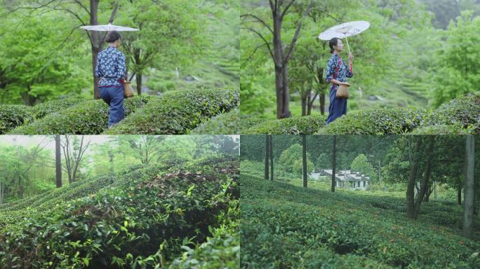 茶山上的打伞的采茶姑娘