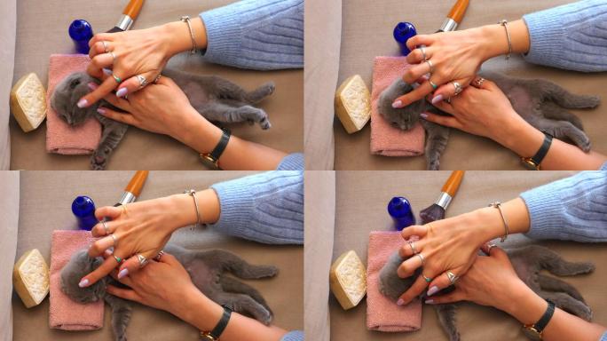 猫主人用梳子梳理她的小猫