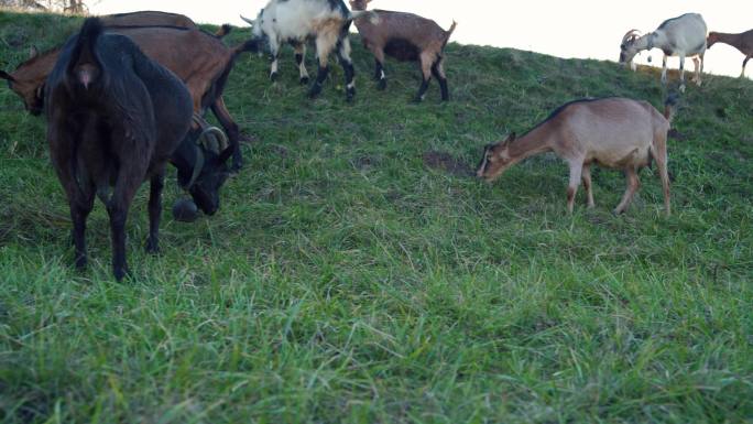 一群在草地上吃草的家养山羊