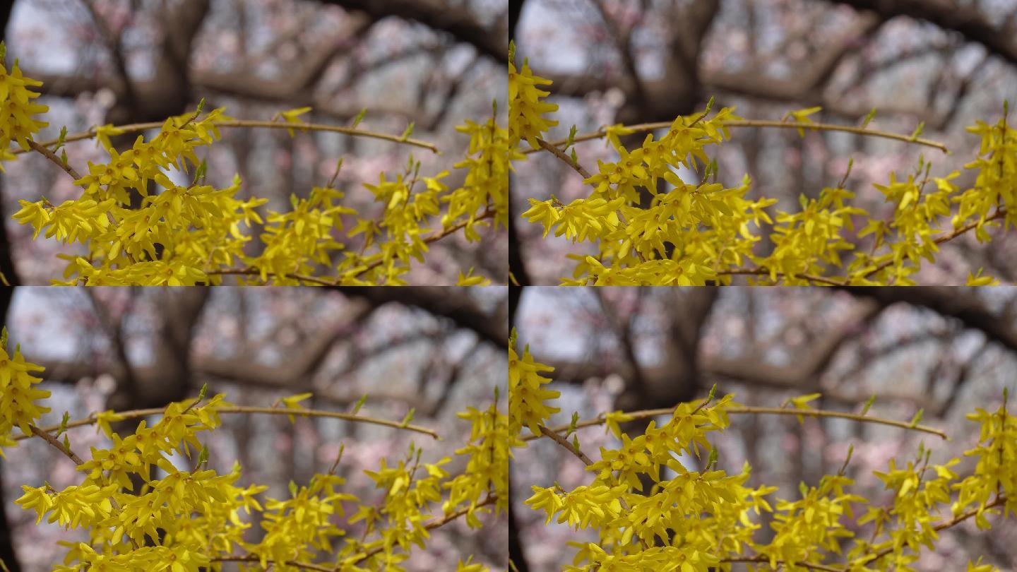 黄色鲜花迎春花植物园 (4)