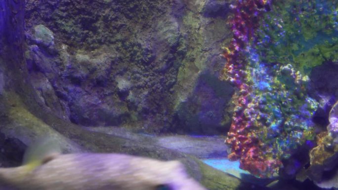 剧毒河豚皮球鱼深海鱼类 (6)