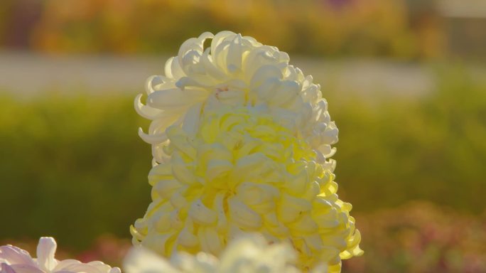 秋天武汉长江 朝阳 芦苇 落日