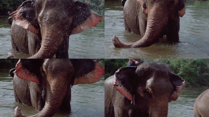在泰国，大象被要求在丛林中洗澡