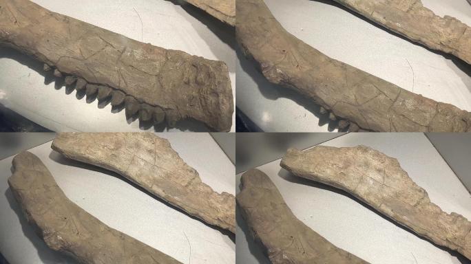 恐龙化石原始恐龙骨骼 (6)