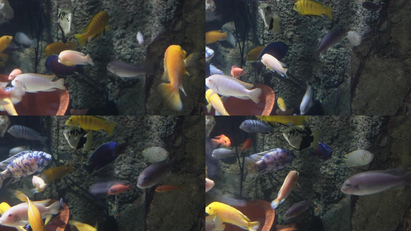 观赏鱼热带鱼三湖慈鲷 (2)