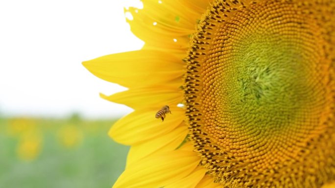 升格蜜蜂在向日葵里采蜜