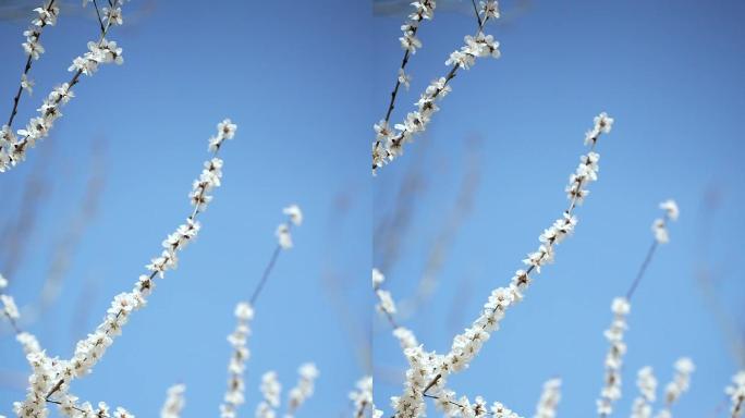 初春北京玉渊潭公园盛开的桃花