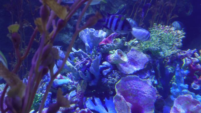 海洋生态海带海藻水藻深海 (6)