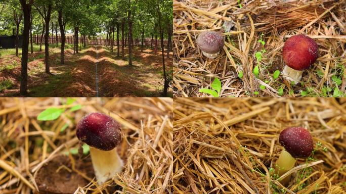 蘑菇采摘园里的赤红菇