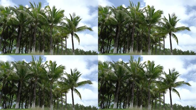 椰子树林视频