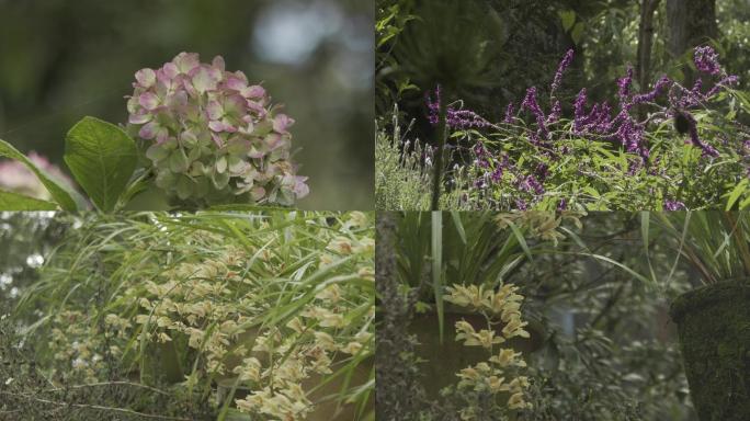 寂照庵内部各种花