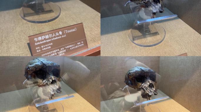 古人类原始人头骨化石骷髅 (5)